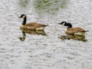 Canada Goose - Gęś Kanadyjska